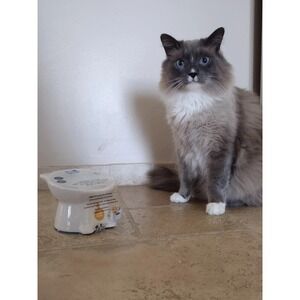 Nice Paws Ceramic Tilted And Elevated Kitty Cat Food Bowl White Kitties/‎ Adults